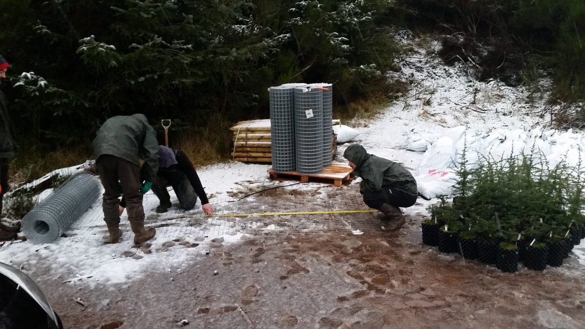 PKCTrust's tweet photo. 47 threatened #conifers planted &amp; GPSed in #Perthshire #BigTreeCountry today despite the #snow 🌲❄️👍 
Thank you so much to our Lithuanian &amp; Polish planters in Rab's team + Jane at @scotwoodlands. Home to warm up now. #coniferconservation @CrieffHydro @RBGE_ICCP @TheBotanics https://t.co/iGo2qrAWf3