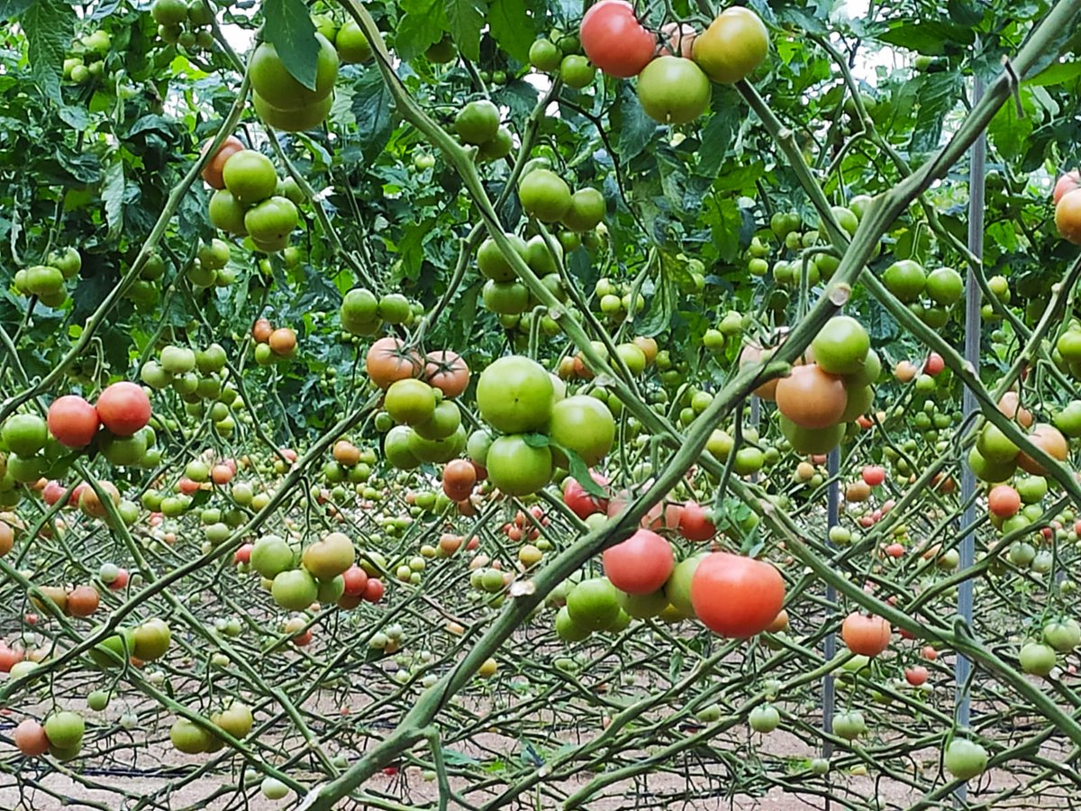 👍 Hoy, de 7.30hs a 9.30hs hemos recibido a la televisión pública francesa.

Visitaron a uno de nuestros socios para conocer cómo se cultivan algunos de los tomates que se comen más allá de los Pirineos en invierno.🍅

France 2 ha visitado la finca de David Fernández en Níjar