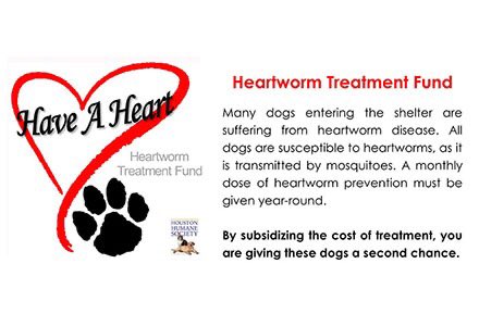HoustonHumane's tweet photo. #HappytailTuesday It will be a year in Feb since I brought Brian home.
He was #heartwormpositive when adopted &amp; has been heartworm free for several mons! ♥️ 
Give dogs like Brian a #secondchance 
By subsidizing the cost of treatment https://t.co/Gc7nxNPvBk https://t.co/FlrG6X2gle