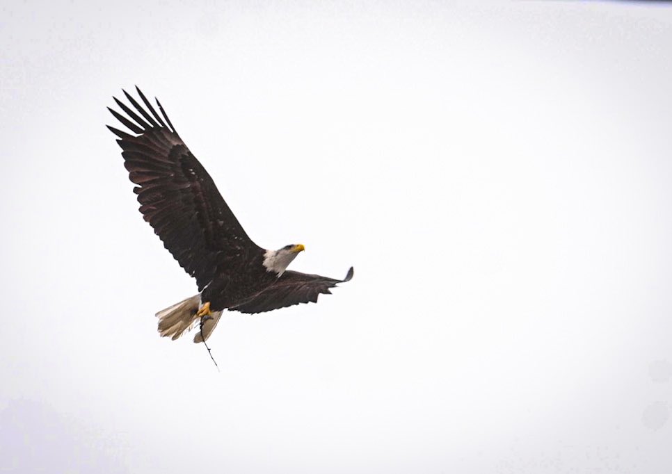 agreenphotog's tweet photo. More to come when I get to my computer later but I’ve been watching their pair of bald eagles build a nest in Fitchburg for an hour now and it’s INCREDIBLE 🦅 https://t.co/84LgzI0SzZ