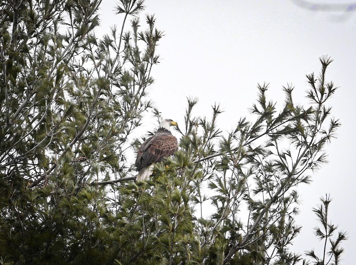 agreenphotog's tweet photo. More to come when I get to my computer later but I’ve been watching their pair of bald eagles build a nest in Fitchburg for an hour now and it’s INCREDIBLE 🦅 https://t.co/84LgzI0SzZ