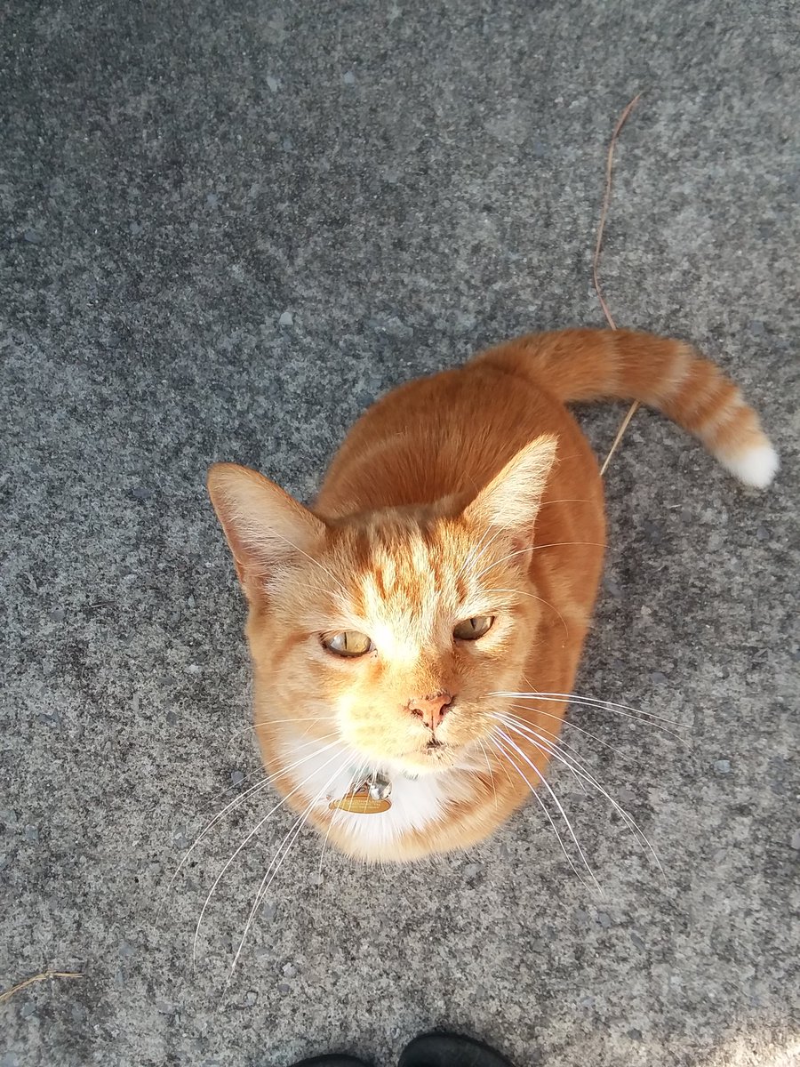 Ringo posing for the camera