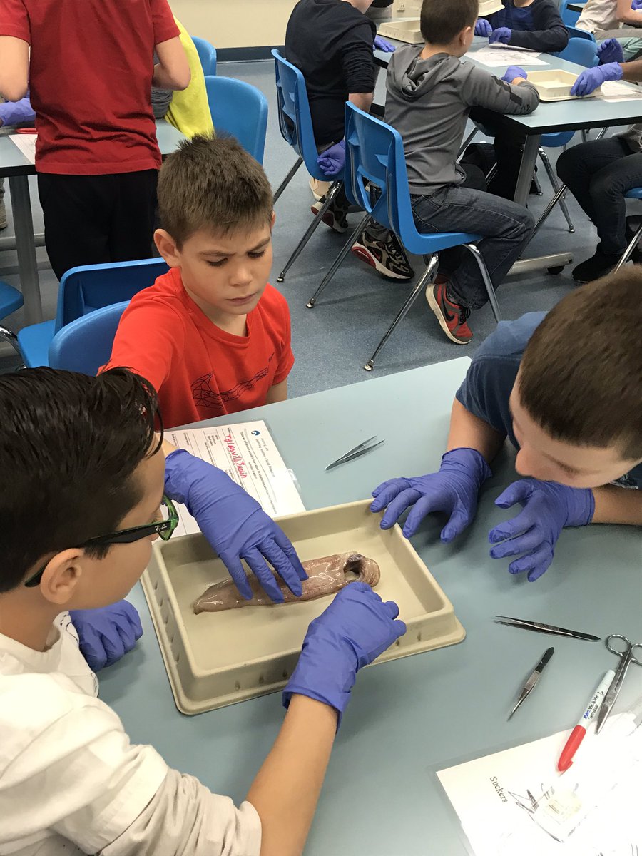 MrLucianoDG58's tweet photo. Fairmount fourth grade is at the @shedd_aquarium. The Shedd staff is leading an awesome lesson with a squid dissection! #dg58pride #fa58share https://t.co/ip0oL6d6gg