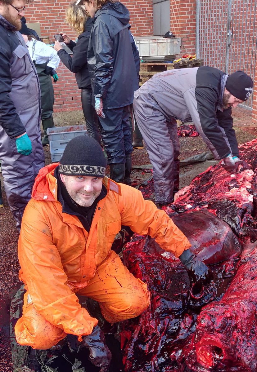 BioacousticsAU's tweet photo. Yesterday some folks from our lab headed to the west coast of Denmark to conduct a necropsy on a rare visitor - a Cuvier's beaked whale! (Found dead on the beach)
#ziphius #necropsy #CSIoftheSea https://t.co/xvCmcbWJsv