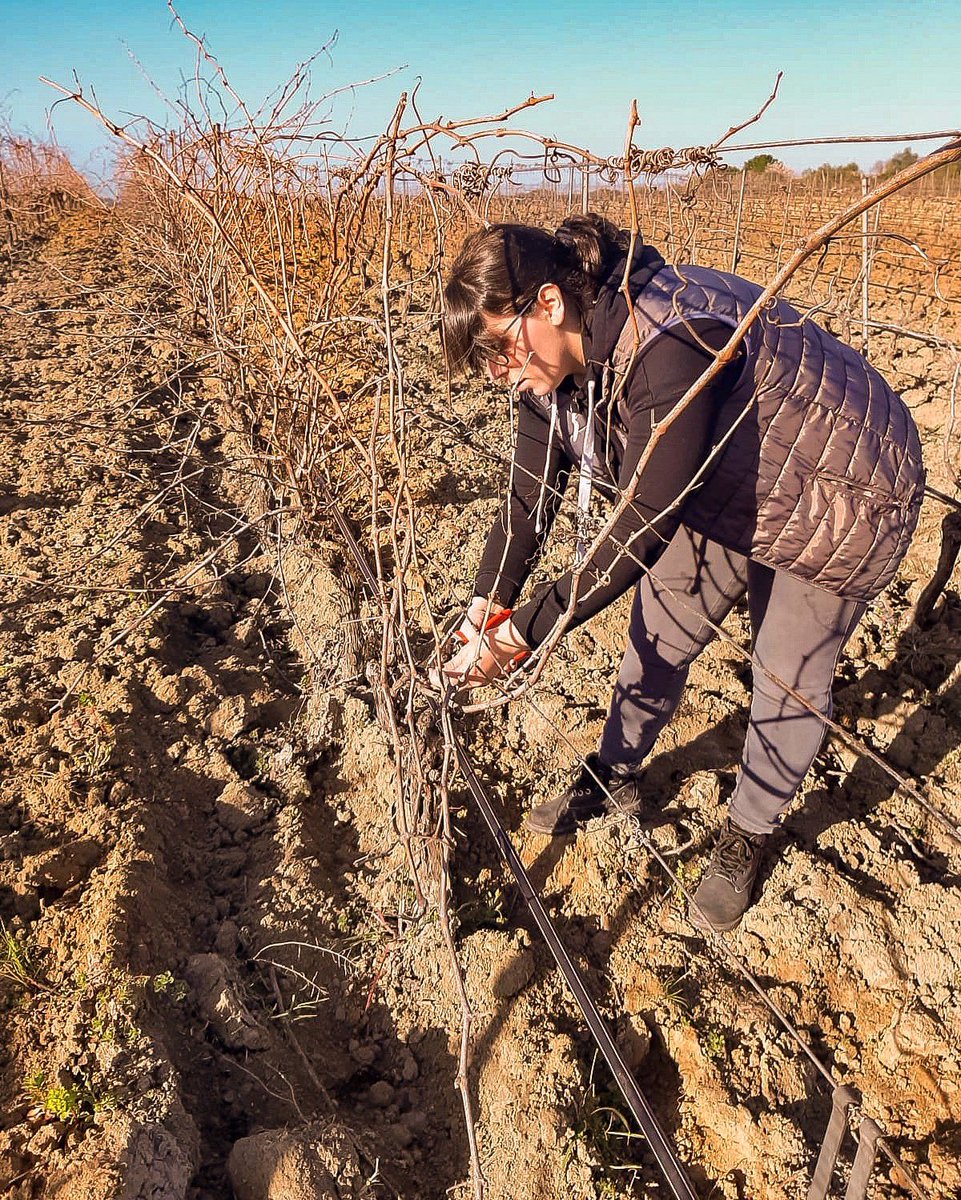 moraememo's tweet photo. 2020 vintage starts here! #pruningtime #moraememo #sardegna #winemaker https://t.co/eAKfaXTgjL