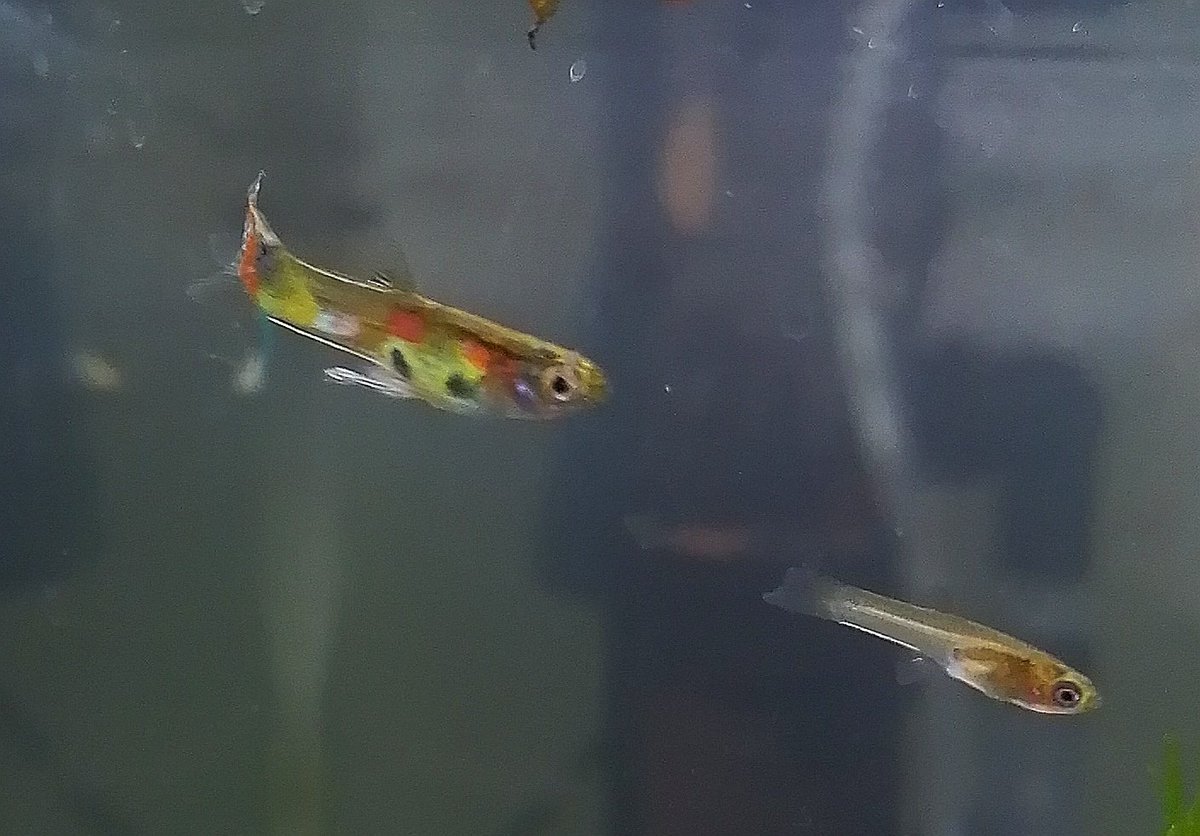 卵胎生メダカ 卵胎生メダカ