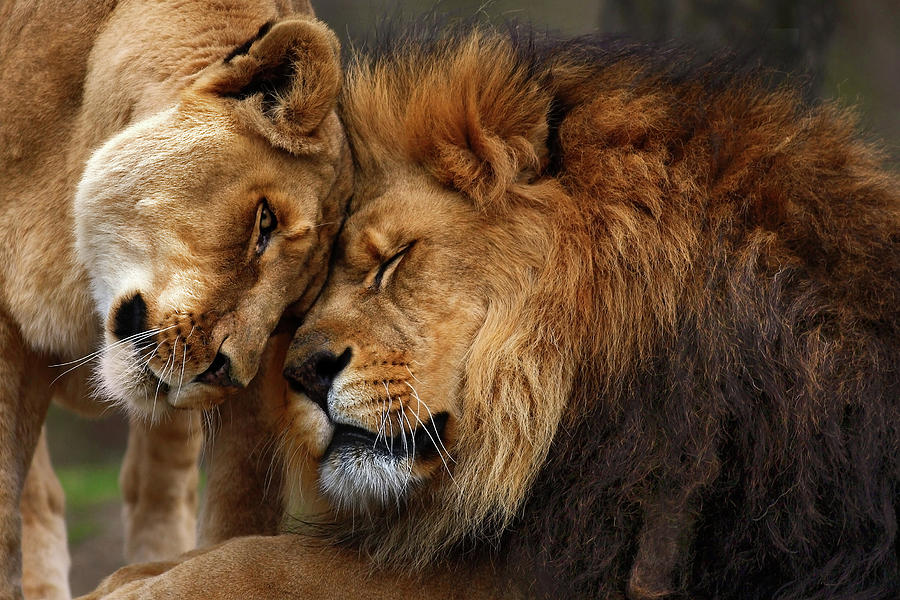 "El #amor es invisible y entra y sale por donde quiere sin que nadie le pida cuenta de sus hechos". - Miguel de Cervantes - #FelizSanValentin #SanValentin
