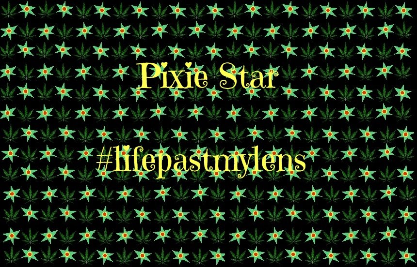🧚♀️🌟Pixie Star🌟🧚♀️ (@starsofsugar) on Twitter photo 🚨Stay tuned y'all🚨
Im revealing my new #lifepastmylens creations tonight! Of course this will also involve a giveaway and free gift with an order⭐ @Cubbie42O <a href="/Dab5_at420/">David</a> <a href="/PuFFnNStuFFn/">😤PowerPuff&TacoStuff🌮</a> <a href="/Ontariogenetics/">Ontario Grown Genetics</a> @PMR420 @fatherJacobOPC <a href="/kpax512/">kpax</a> 🚨Stay tuned y'all🚨
Im revealing my new #lifepastmylens creations tonight! Of course this will also involve a giveaway and free gift with an order⭐ @Cubbie42O <a href="/Dab5_at420/">David</a> <a href="/PuFFnNStuFFn/">😤PowerPuff&TacoStuff🌮</a> <a href="/Ontariogenetics/">Ontario Grown Genetics</a> @PMR420 @fatherJacobOPC <a href="/kpax512/">kpax</a>