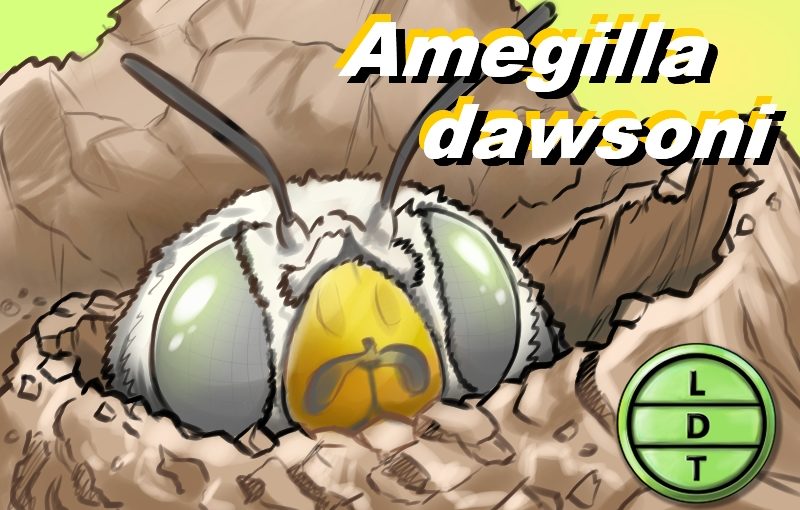 LDtaxonomy's tweet photo. This bee lives in a whole and not a hive! One must wonder why? #dawsonsbee #animalfacts #animalpodcast https://t.co/Pal6b4XxAv https://t.co/QHNjjZasx3
