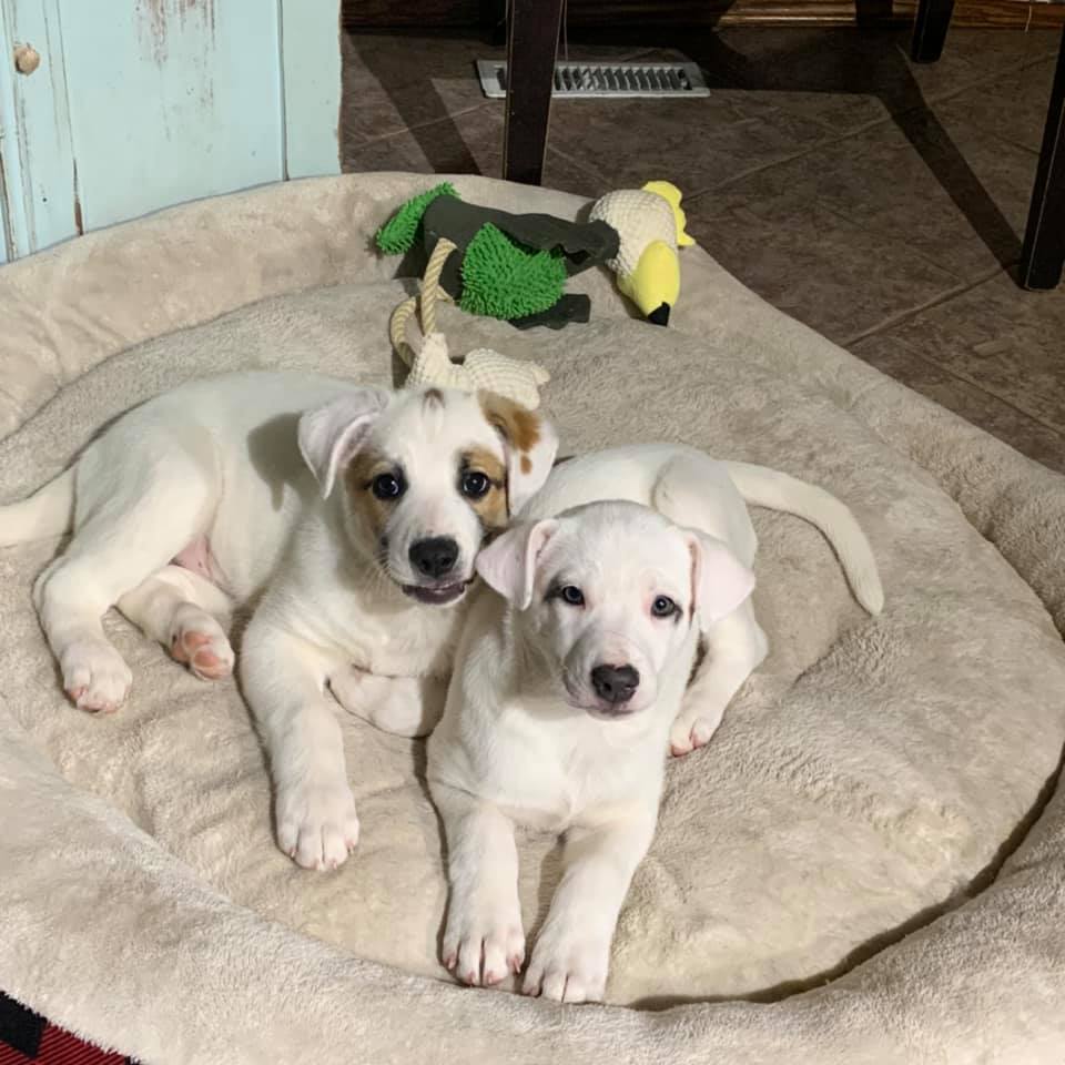 pawsitivematch's tweet image. Smudge and Critter are two of the cutest puppers out there! 

Don't wait to apply: pawsitivematch.org/adoptabledogs/

#puppies #adoptapuppy #yycdogs