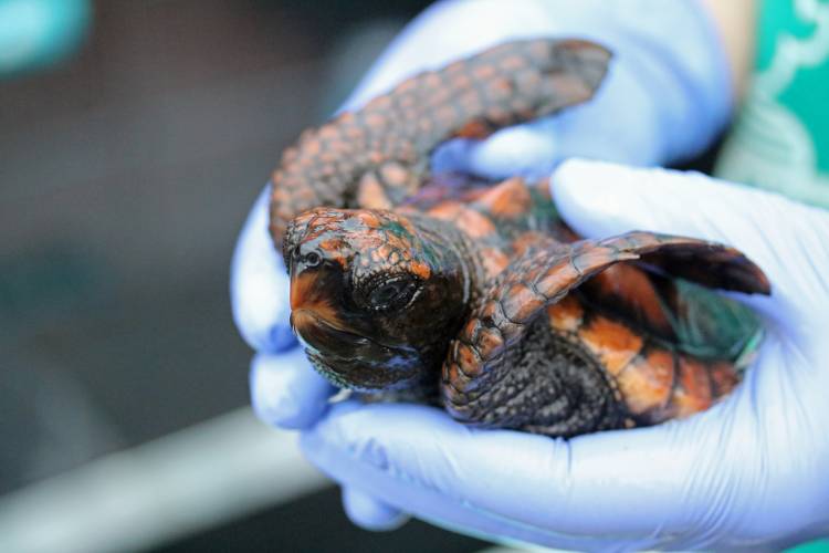 GoodThingsGuy's tweet photo. Children become qualified turtle rescuers, saving lives on SA's Southern Coast - https://t.co/xNamxqUlFT https://t.co/ltGgsPIoyw