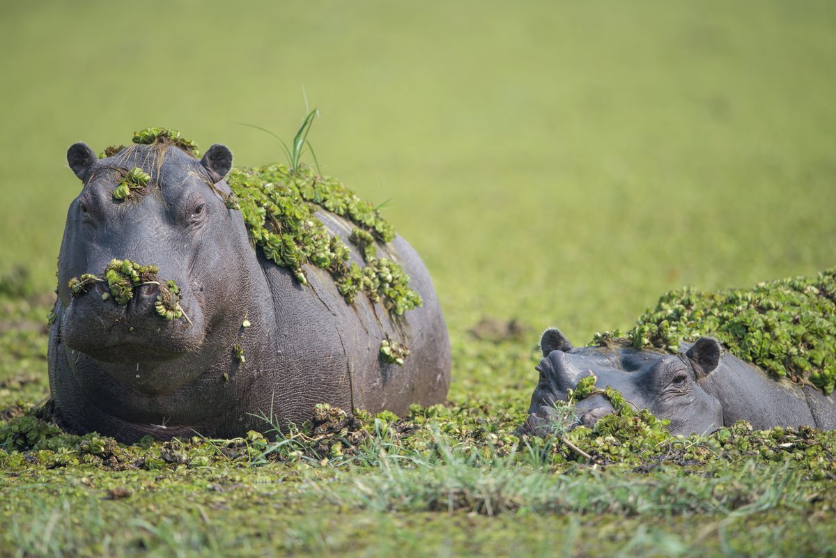 TravelLocal's tweet photo. Explore the Moremi Game Reserve, stay on a private island in the Okavango Delta and traverse the plains of Savuti on our week-long ‘safari highlights’ trip idea in Botswana! Click on the link to learn more about this African getaway…
https://t.co/FoRSJwO8tO
#WeTravelLocal https://t.co/yORQY29GlK