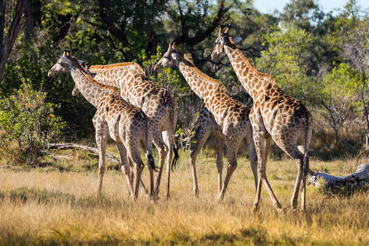 TravelLocal's tweet photo. Explore the Moremi Game Reserve, stay on a private island in the Okavango Delta and traverse the plains of Savuti on our week-long ‘safari highlights’ trip idea in Botswana! Click on the link to learn more about this African getaway…
https://t.co/FoRSJwO8tO
#WeTravelLocal https://t.co/yORQY29GlK