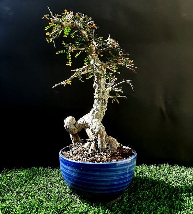 TaShopCo's tweet photo. 1 Hour Live Auction -Bonsai - Operculicarya Decaryi 35 years https://t.co/mwvtZ8uiho…… #catawiki #bid #auction #bonsai #tree #pot #minitree #rare #green #garden #forest #naturelovers https://t.co/5hy2FxkzU4