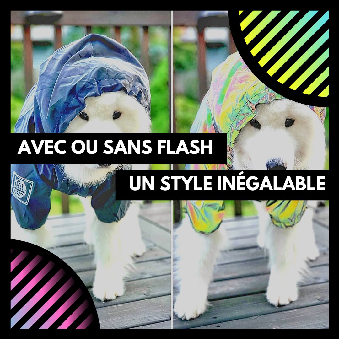 DogReflect's tweet image. reflectdog.com - #modechien #reflective #shoppingstar