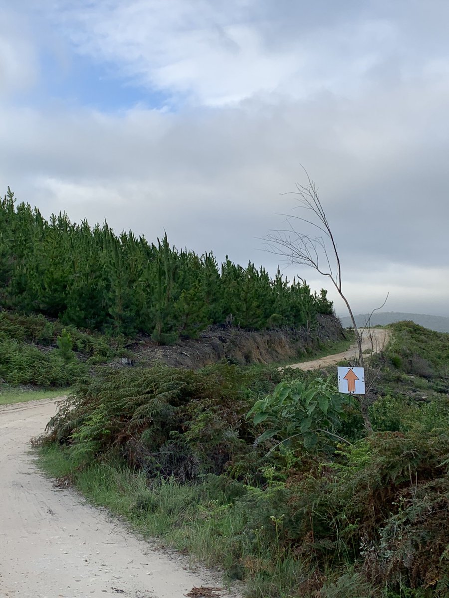 Unofficial Knysna Cycling Mayor doing a quick <a href="/knysnabull/">Knysna Bull</a> routes check <a href="/_RushSports_/">Rush Sports</a> <a href="/TheOldCootBiker/">Brandon Els</a> <a href="/gardenrouteMTB/">Garden Route Events</a> <a href="/visitknysna/">Visit Knysna</a> <a href="/ExploreKnysna/">Explore Knysna</a> <a href="/discoverctwc/">Discover WesternCape</a> <a href="/alanwinde/">Premier Alan Winde</a>