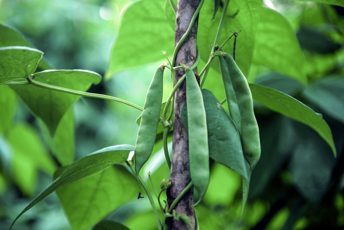 We love to see the reach of biofortified crops - and their health benefits - spreading through the work of partners like <a href="/SelfHelpIntl/">Self-Help International</a>, who are distributing iron and zinc rich biofortified beans in Nicaragua bit.ly/2SBU56U