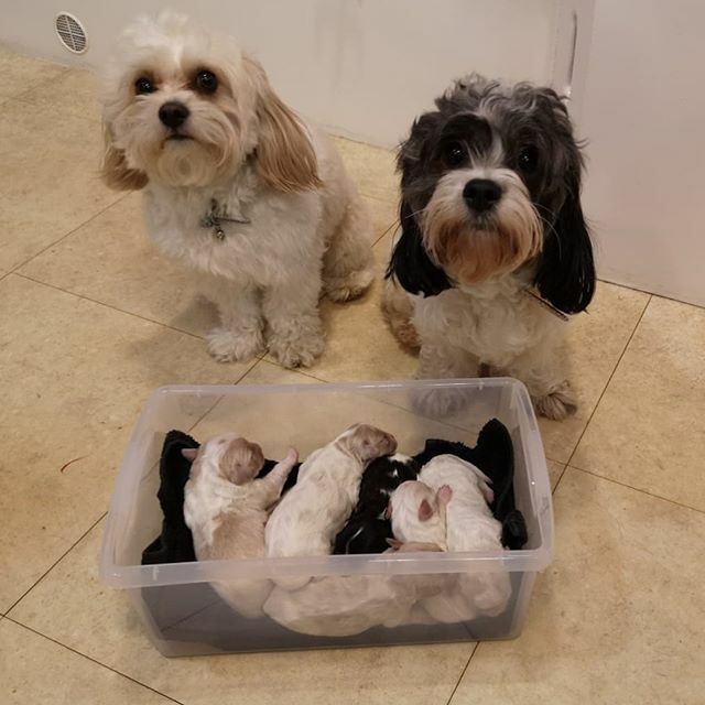 OakBarnVets's tweet photo. Eek! CUTE! Today we met Betty and a bucket full of her gorgeous puppies!!! What proud parents they look!These little cuties came in today for health checks with Vet Claire. #oakbarnvets #newpuppies https://t.co/HDobVCbGX4 https://t.co/kT3V9ltEpf