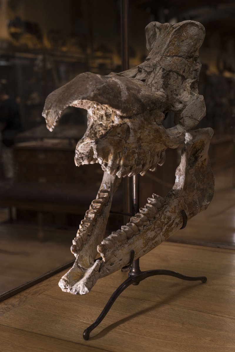 Le_Museum's tweet photo. 📍 De passage dans le #Gers ? Ne manquez pas de découvrir le #Paléosite de #Sansan, l’un des 3 gisements paléontologiques les plus célèbres au monde. Au fil de votre randonnée, revivez l’histoire de ce site qui a marqué l’histoire des sciences !
👉 https://t.co/ZI85WiON87 https://t.co/SnpO722n7I