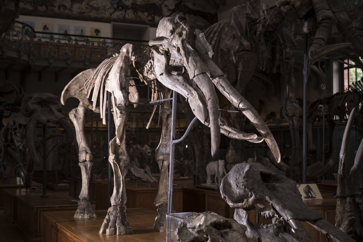 Le_Museum's tweet photo. 📍 De passage dans le #Gers ? Ne manquez pas de découvrir le #Paléosite de #Sansan, l’un des 3 gisements paléontologiques les plus célèbres au monde. Au fil de votre randonnée, revivez l’histoire de ce site qui a marqué l’histoire des sciences !
👉 https://t.co/ZI85WiON87 https://t.co/SnpO722n7I