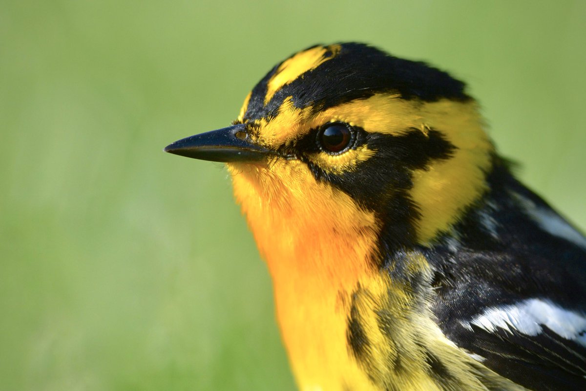 I regularly look at this photo and I get excited about spring every time!

One of my favourite photos of my favourite bird. 

@ROMtoronto #ROMwpyON #youngbirder #blackburnianwarbler