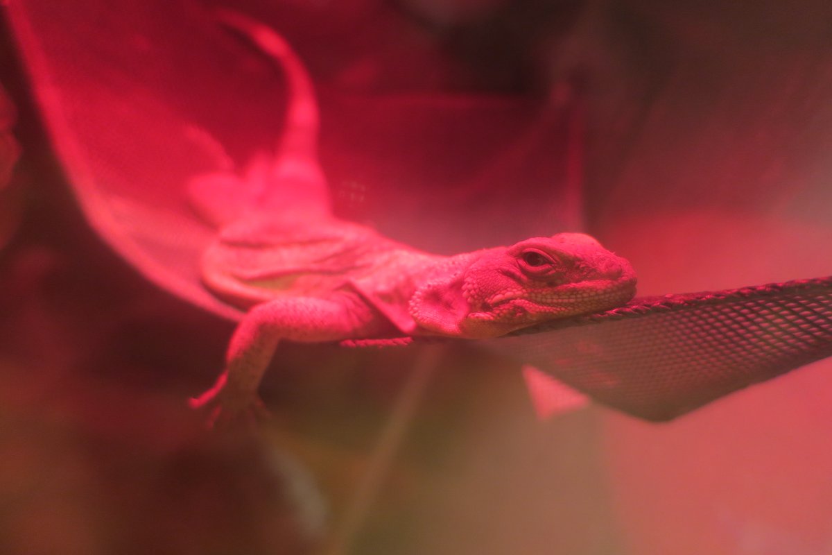 Hoppin_Help's tweet photo. Walley is the king of comfort!
#chuckwalla #reptile #lizard #hoppinhelp https://t.co/p6IGuobuKL