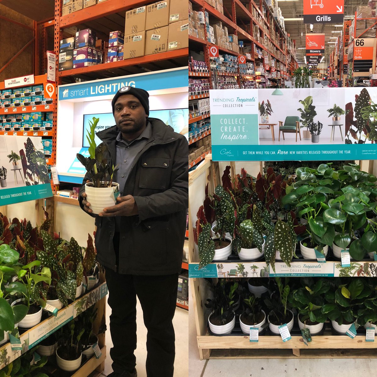 FarmsCosta's tweet photo. HD1912 Trending Tropicals! https://t.co/jRGVVKSfTX