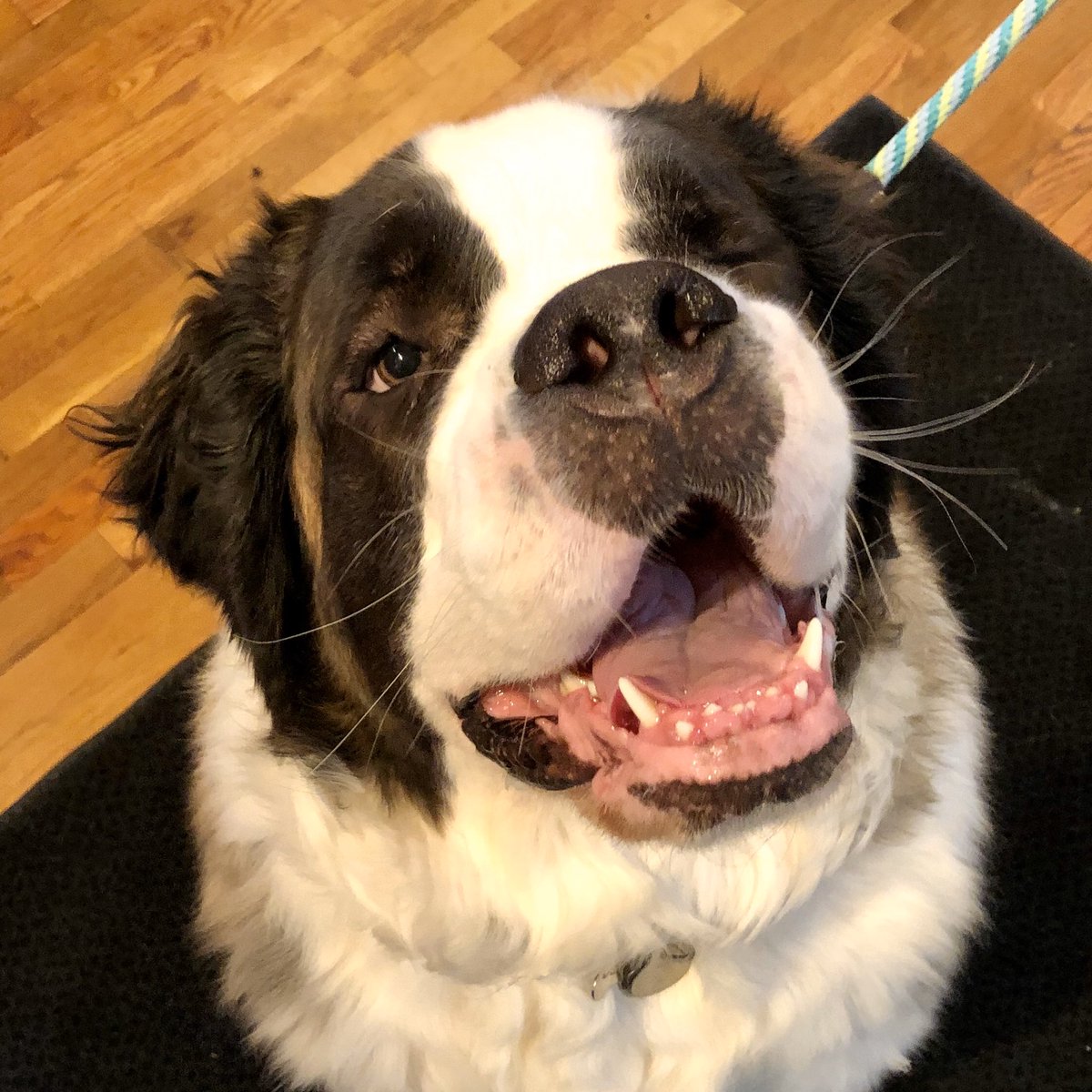 LuckyDogKS's tweet photo. Dandy, who turns 2 years old today, gave a nice little wink and a smile for a treat! She is such a sweet and gentle lady! #SaintBernard #GiantLuckyDog https://t.co/qmw3rLqHLq