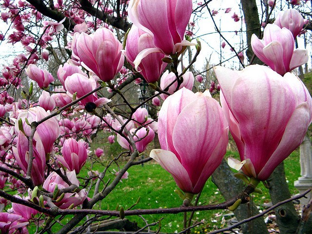 風 در توییتر 2月17日の誕生花 モクレン 木蓮 木蘭 花言葉 自然への愛 持続性 別名 シモクレン 紫木蓮 原産地 中国南西部 花言葉 花の持つ言葉 T Co Hu1hyvouov 風 در توییتر 2月17日の誕生花 モクレン 木蓮 木蘭 花言葉 自然への愛 持続性 別名 シモクレン 紫木蓮 原産地 中国南西部 花言葉 花の持つ言葉 T Co Hu1hyvouov