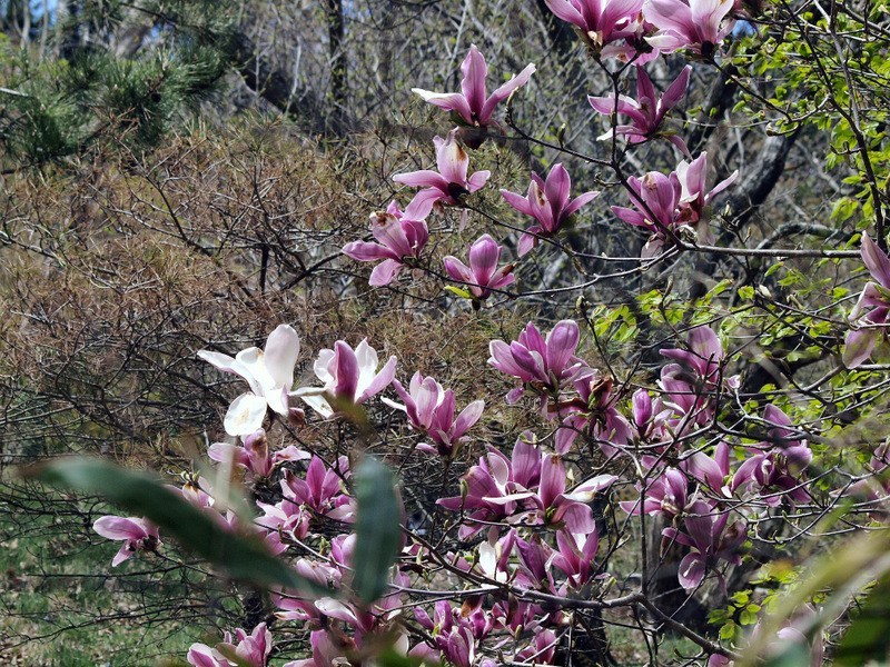風 در توییتر 2月17日の誕生花 モクレン 木蓮 木蘭 花言葉 自然への愛 持続性 別名 シモクレン 紫木蓮 原産地 中国南西部 花言葉 花の持つ言葉 T Co Hu1hyvouov 風 در توییتر 2月17日の誕生花 モクレン 木蓮 木蘭 花言葉 自然への愛 持続性 別名 シモクレン 紫木蓮 原産地 中国南西部 花言葉 花の持つ言葉 T Co Hu1hyvouov