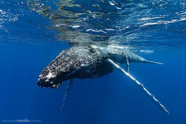 Amazing what a bit of Humpback Whale therapy can do for the soul. ift.tt/2uVQlnH