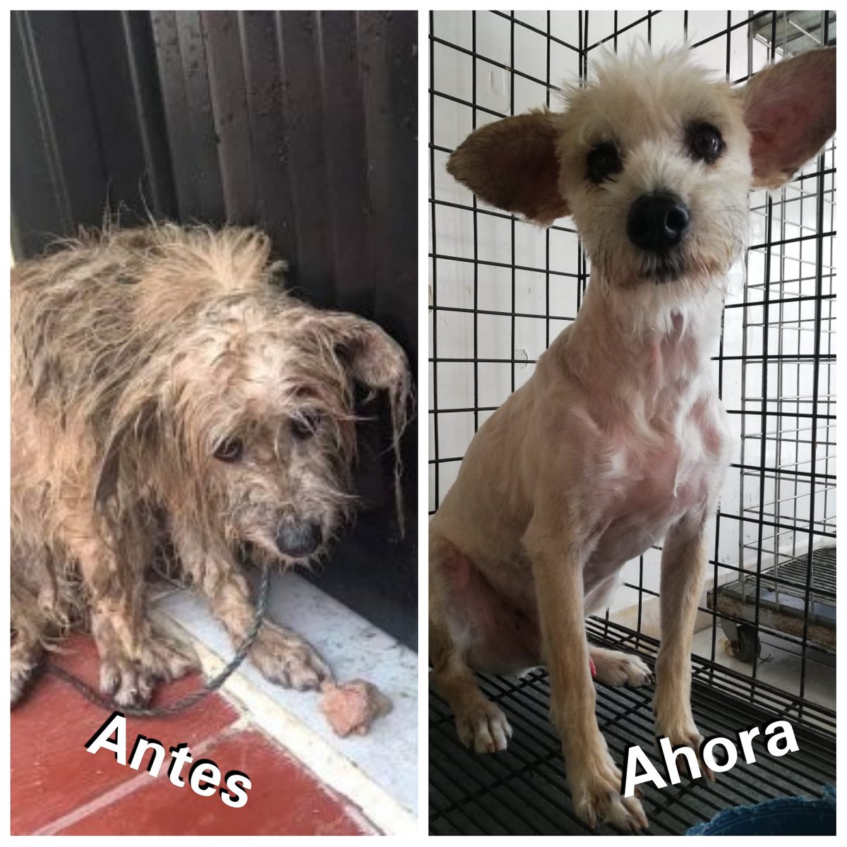 Este es el peludito que fue rescatado por Doña Constanza Arango la semana pasada, detrás de toda esa apariencia de abandono y maltrato hay un hermoso perrito que busca un hogar amoroso. Si no puedes adoptarlo, ayúdanos  difundiendo o donando un granito de arena a su cuenta.
