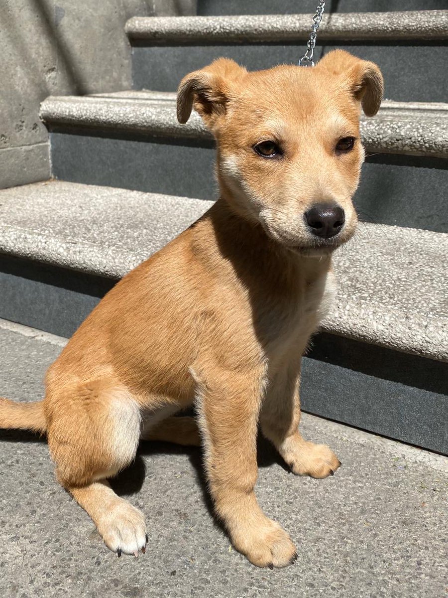 CrucioenLlamas's tweet image. Unas amigas rescataron a esta perrita, es cachorra y está aprendiendo a ir al baño, está en adopción porque ellas ya no pueden quedársela. ¿Me ayudan compartiendo? 🥺

Será talla mediana, es súper juguetona y cariñosa.