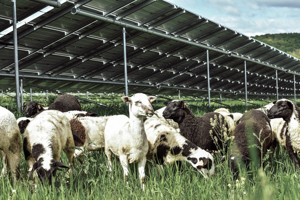BenDowningMA's tweet photo. .@SEIA report quantifies &amp; shows what many of us have seen - community solar supports American farmers. Proud of the work @Nexamp has done to make the real, including leading the way on solar grazing - SHEEP! #ActOnClimate #SolarIsWorking https://t.co/WYoPMAOtzT https://t.co/NfLc5tINVR