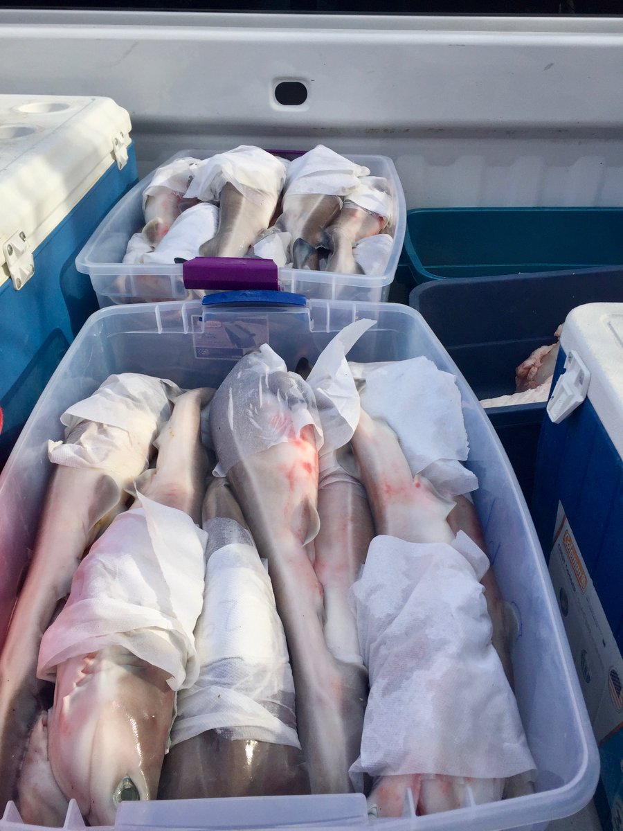 KieranCx's tweet photo. Last yr a bluntnose sixgill washed up. The @baumlab and Juanes lab from @uvic completed the necropsy. Using this opportunity to learn, @gjosgood led a study that is now published. Thanks to @Scuba_Timmer for organizing #sharkgate and congrats on ur 1st pub https://t.co/Y5IFLFEuGj https://t.co/mV64ZPGFXd