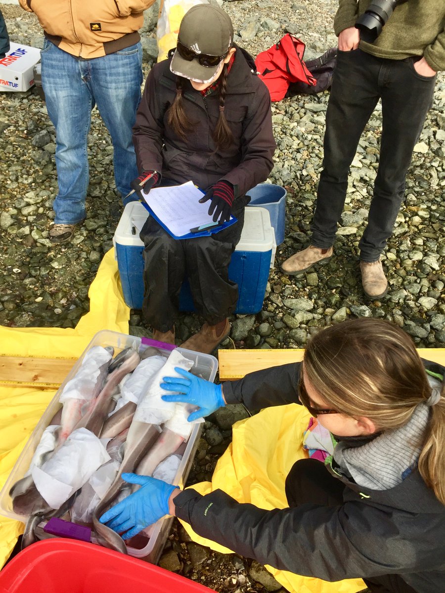 KieranCx's tweet photo. Last yr a bluntnose sixgill washed up. The @baumlab and Juanes lab from @uvic completed the necropsy. Using this opportunity to learn, @gjosgood led a study that is now published. Thanks to @Scuba_Timmer for organizing #sharkgate and congrats on ur 1st pub https://t.co/Y5IFLFEuGj https://t.co/mV64ZPGFXd