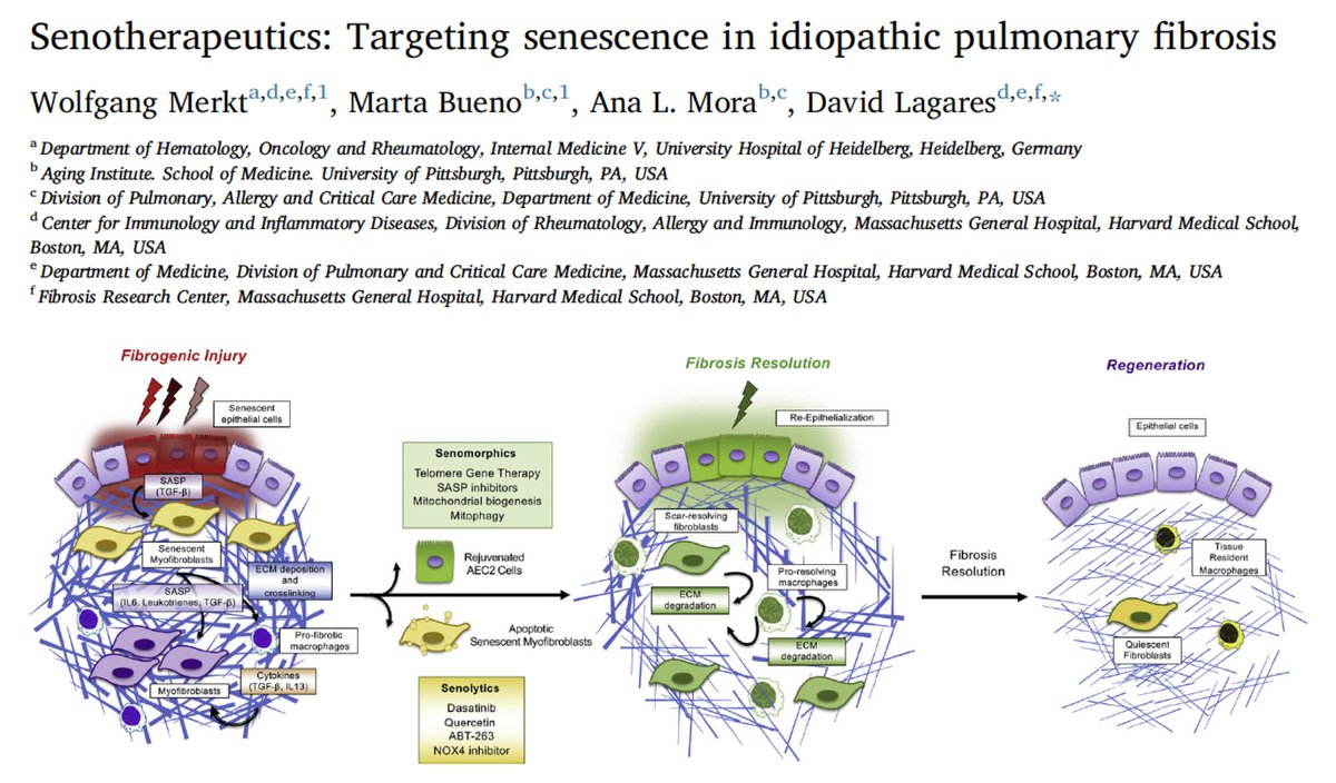 David Lagares, Ph.D. (@david_lagares) on Twitter photo Our new #Review with the Mora and <a href="/mbuenof/">Marta Bueno</a> lab is out! “Senotherapeutics: Targeting senescence in idiopathic pulmonary fibrosis” Here, we discuss emerging novel therapeutic strategies to treat lung fibrosis by eliminating senescent cells with the so-called “senotherapeutics”. Our new #Review with the Mora and <a href="/mbuenof/">Marta Bueno</a> lab is out! “Senotherapeutics: Targeting senescence in idiopathic pulmonary fibrosis” Here, we discuss emerging novel therapeutic strategies to treat lung fibrosis by eliminating senescent cells with the so-called “senotherapeutics”.