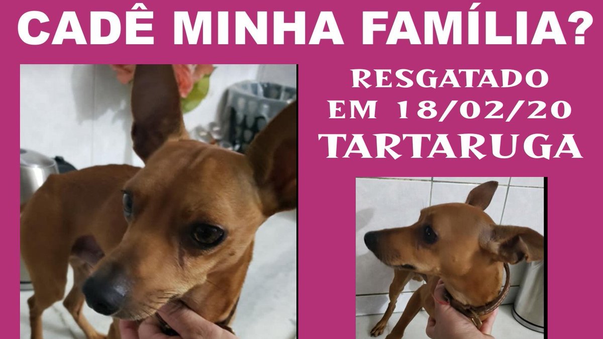 CaoLagos's tweet photo. Cachorro #pinscher perdido frente a Pousada Sarata na #tartaruga , #buzios . Alguém à procura ? https://t.co/1T9zgVJ5G8