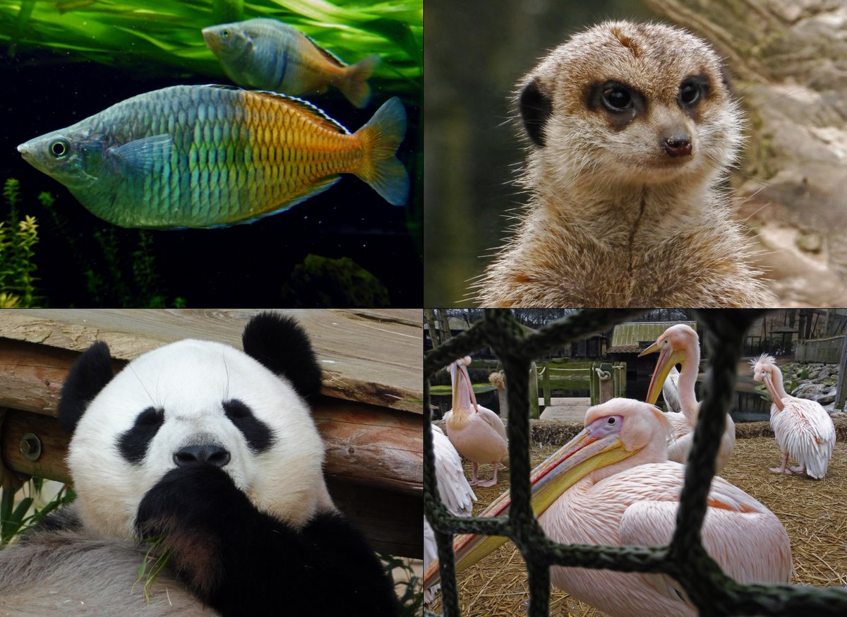 nandoecolumnist's tweet photo. Collage van @OuwehandsZoo-foto's, anderhalve week terug gemaakt. Een vis in het aquarium, een stokstaartje, #pandabeer Wu Weng en een groepje pelikanen 🐟🐼 https://t.co/itoTDwl3wk