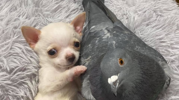CTVNews's tweet photo. A pigeon that can't fly befriended a puppy that can't walk https://t.co/7D7oWKesGj https://t.co/UhhI0NW0RM