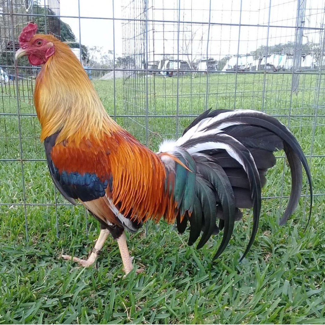 SoloParaGallero's tweet photo. Un bonito ejemplar Sweater de nuestros amigos @GREERJR
#SoloParaGallerosMx #Asil #Hatch #Sweater #Leiper #McLean #Albany #Gallos #Galleros #Giro #Negro #Rooster #Poultry #GallosGiro #GallosDePelea #GallosFinos #Gamefowl #GameflowBuddys #Sabong #GallosDeCombate #FelizMartes https://t.co/HHPfPqk4Cv
