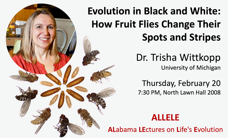 UaDeptBSC's tweet photo. ALLELE this week! 
"Evolution in Black and White: How Fruit Flies Change Their Spots and Stripes" - @twittkopp 

Thursday, February 20th, 7:30pm
North Lawn Hall 2008

@UA_ALLELE @UA_AS https://t.co/0ICdPvnnnc