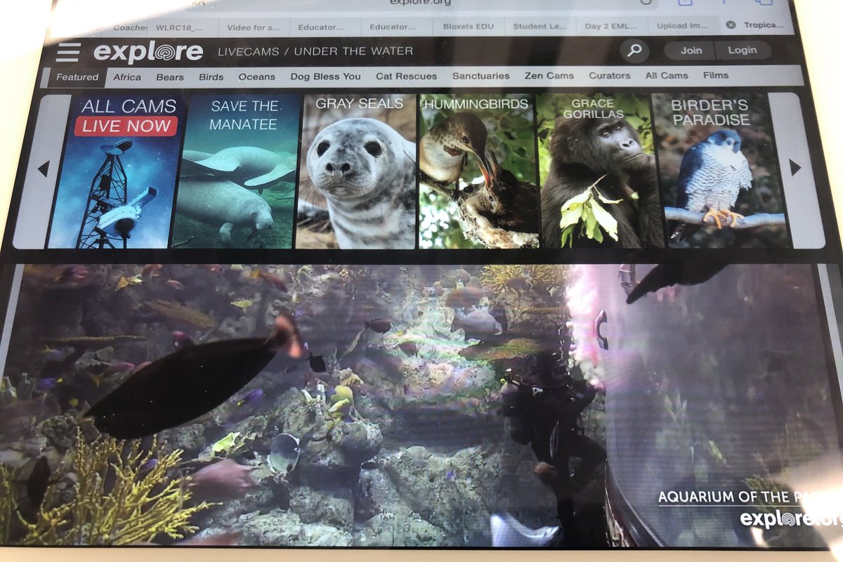 WigmoreTech's tweet photo. When a grade 1 class walks in talking about animals, you go on https://t.co/RzhPRftmHi to watch live animal 🦒 🦓 🐻 cams! #peel21st #1stgrade https://t.co/mudgurl5A1