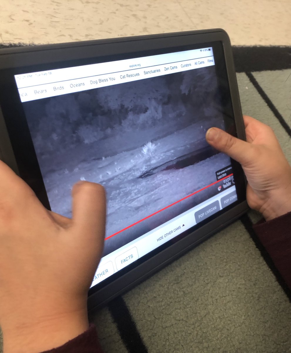 WigmoreTech's tweet photo. When a grade 1 class walks in talking about animals, you go on https://t.co/RzhPRftmHi to watch live animal 🦒 🦓 🐻 cams! #peel21st #1stgrade https://t.co/mudgurl5A1