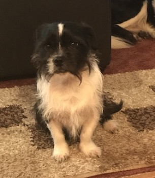 millypod1's tweet photo. 🆘12 FEB 2020. BOBBY #Lost Jack Russell Cross Male
Last seen May Bush Lane #SobertonHeath about 9.30am
Lost #Droxford #Hampshire #SO32
https://t.co/DmAuTq9Mjs https://t.co/FNxY17mRn4