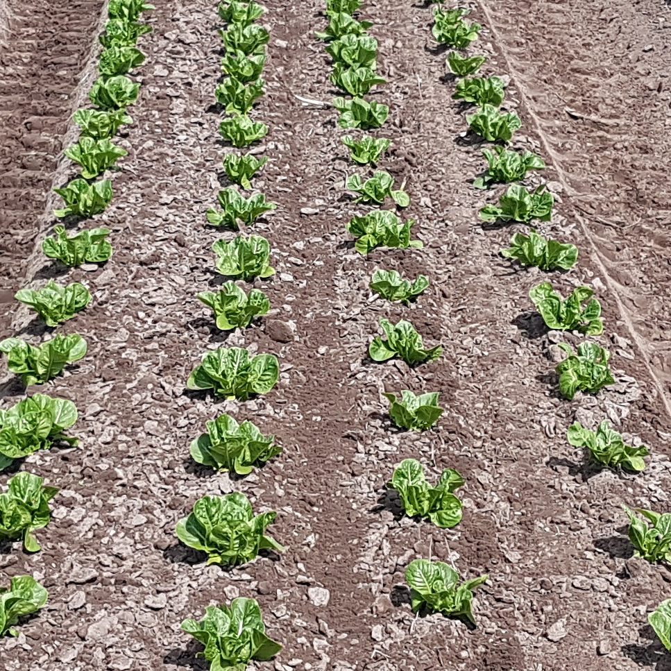 garfordrobocrop's tweet image. Results from a pass with Robocrop InRow Weeder. #garford #precisionfarming #progressivefarming #precisionagriculture #agriculture #farming #britishmanufacture