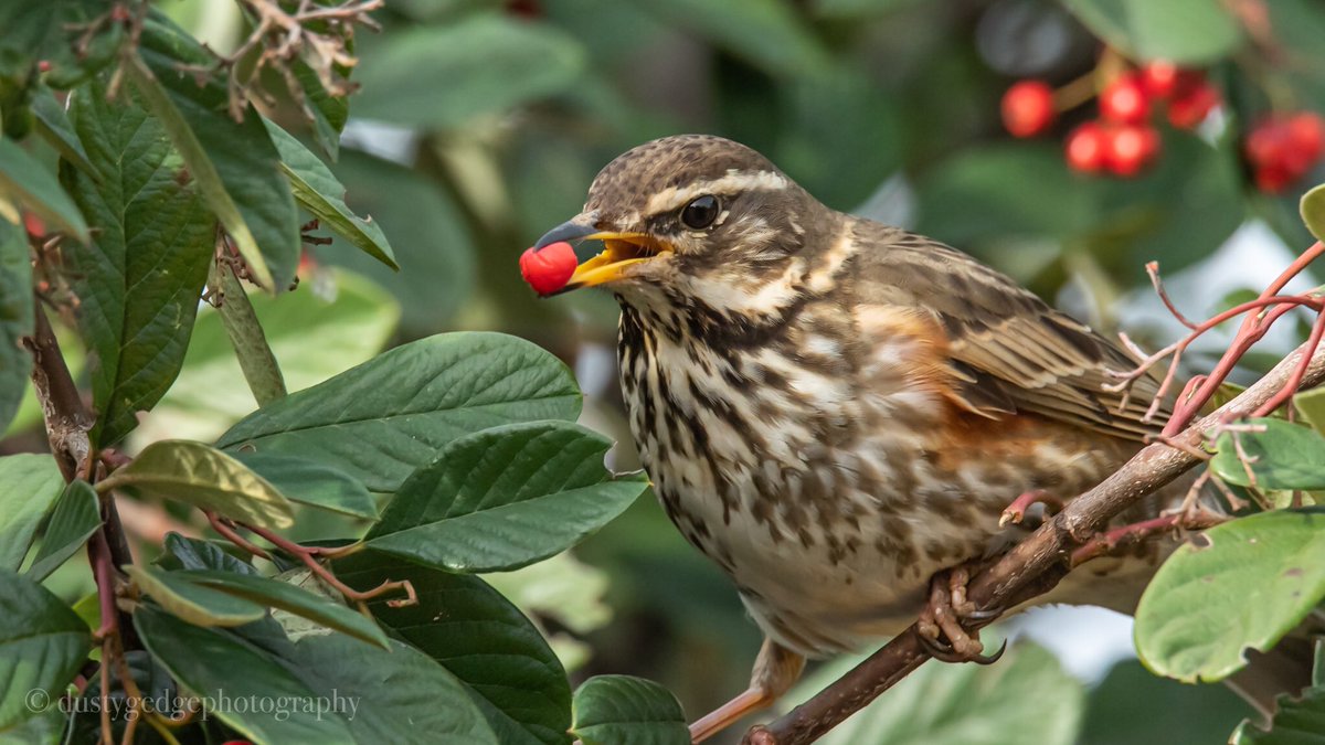 greenroofsuk's tweet photo. ‘I got the berry’ #birdphotography #Greenwich #Blackheath #London #urbanbirds #urbanwildlife  @iNatureUK @Team4Nature @NatureUK @BTO_GBW @Natures_Voice @LondonBirds ⁦@green5347⁩ ⁦@WildGreenwich⁩ ⁦@joe_beale⁩ ⁦@WildLondon⁩ ⁦@FIMAC10⁩ https://t.co/w3JBazXtTX