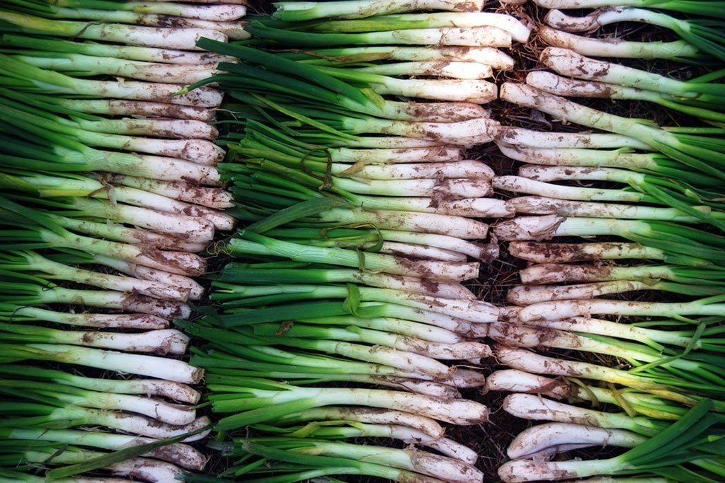 Lunya's tweet photo. The Calçotada, one of #Catalunya’s most traditional festivals, is back! - Do you want to join us? Sunday 15th March across all our sites #Liverpool @Liverpool_ONE @Lunyalita @theAlbertDock #Manchester #Deansgate #Calcotada #Calcots #Spain #tapas #meat https://t.co/1v74iyGQFh https://t.co/81QupvRqAR