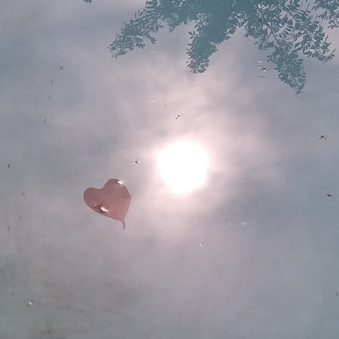 Fidomingle's tweet photo. Breakfast poolside 💞💗
#beautifulreflections 
#FidomingletheApp #dogs #cats #social #sharing #caring #recordkeeping #petrecords #reminders #friends #pets #family #medicalrecords #travel #petlover #entrepawneur https://t.co/X6Cgnv2fmU