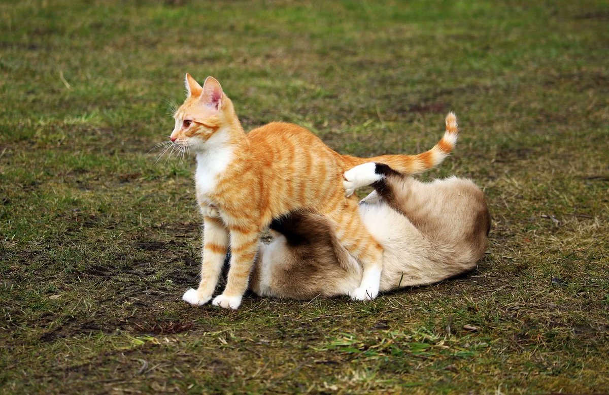 Веселый кот и котенок лайк. Котики рыжие с белым. Кошка рыжая с белым. Рыжие коты дерутся. Белый и рыжий кот дерутся.